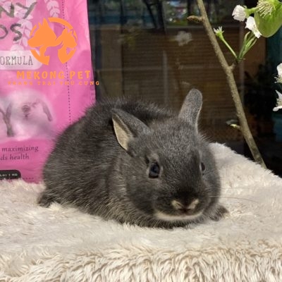 Chuyên bán sỉ lẻ thỏ lùn Hà Lan giá rẻ tại Tphcm, Tây Ninh, Đồng Nai